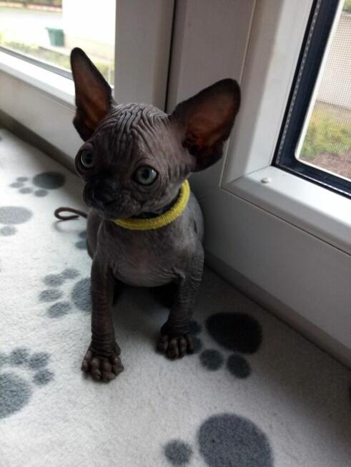 Sphynx Available 7 black Kittens Sfinks mamy 3 mioty kociąt