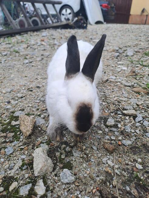 Krótki kalifornijskie