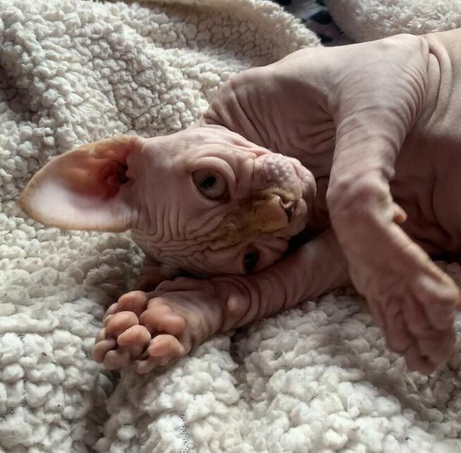 Dostępne starsze i młodsze kociaki • zapraszam ( pomoc w tra