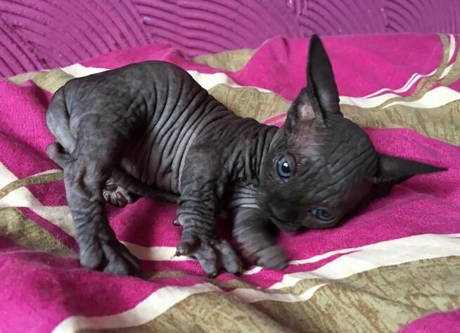 Sphynx Available 7 black Kittens Sfinks mamy 3 mioty kociąt