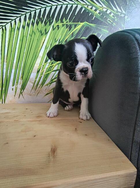 Boston terrier szczenięta