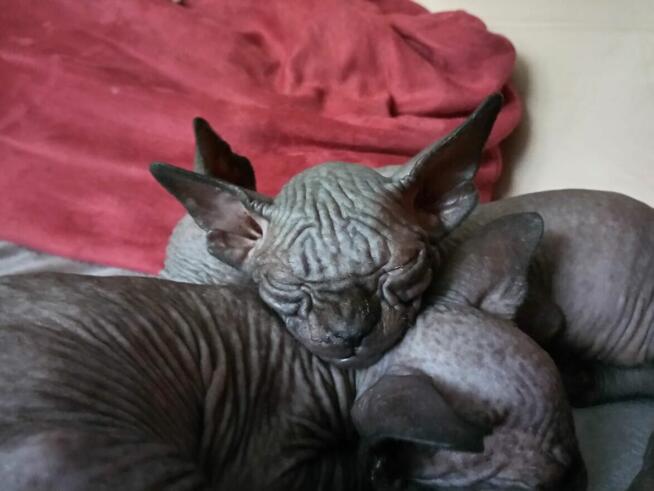Sphynx Available 7 black Kittens Sfinks mamy 3 mioty kociąt
