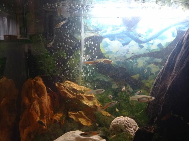 Gupiki endlera młode