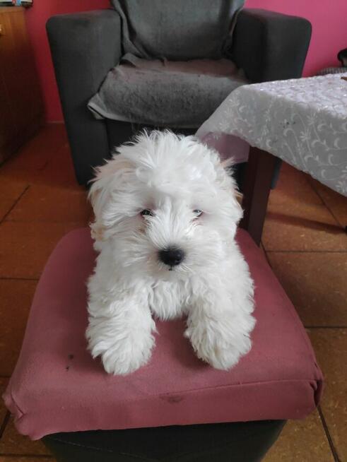 Oddam szczeniaka za koszta utrzymania