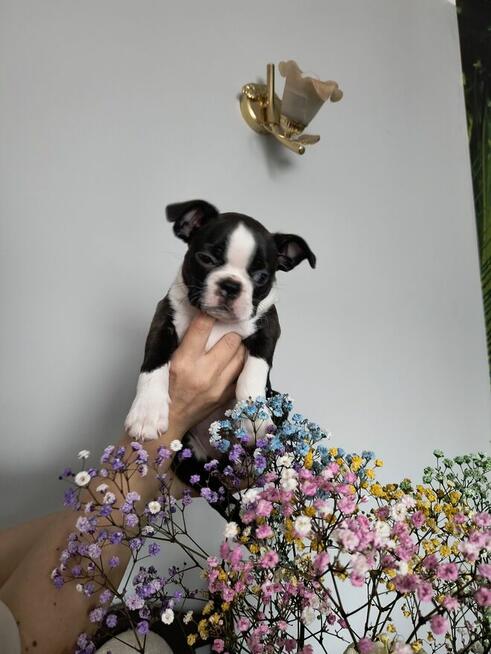 Boston terrier szczenięta