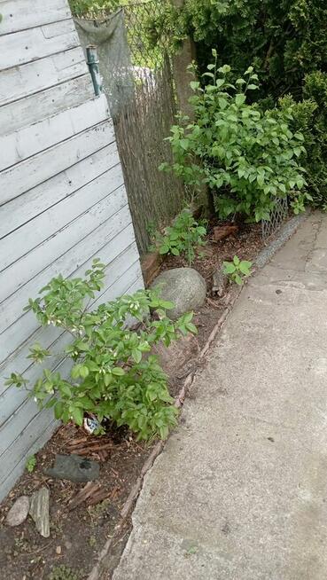 Działka Rekreacyjna (Ogródek) 94m Rybnik-Chwałowice Altanka,