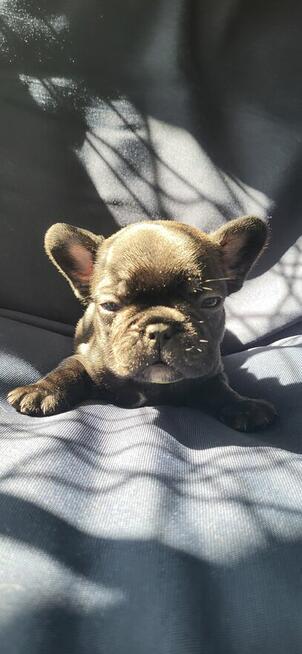 Buldogi francuskie szczenieta