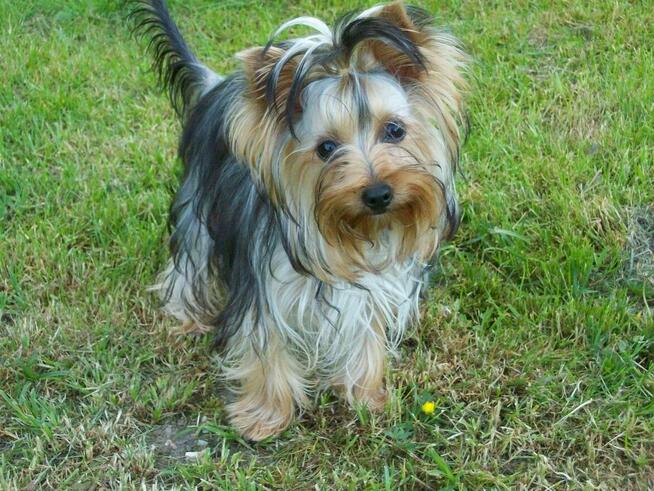 YORKSHIRE TERRIER (FCI)