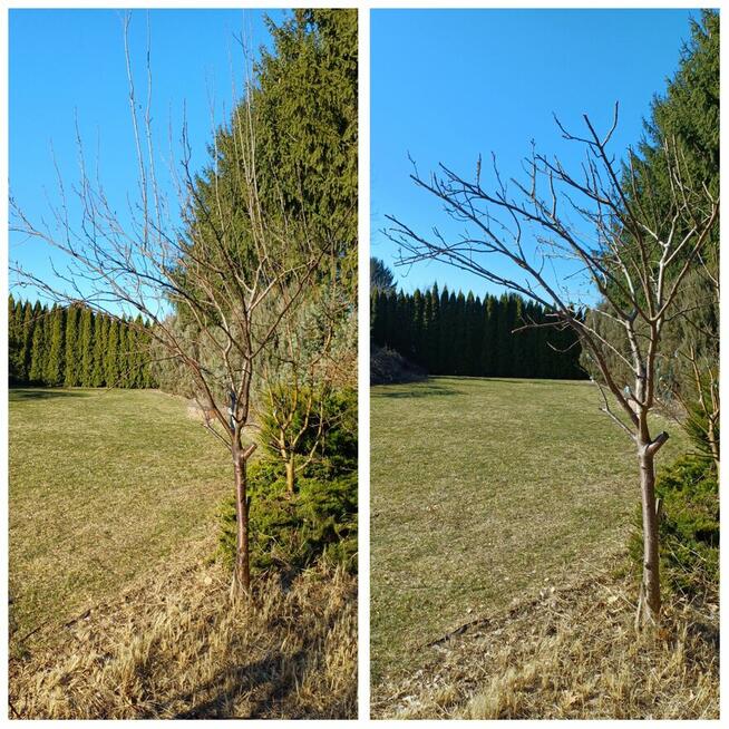 Zaopiekuje się twoim ogrodem :)