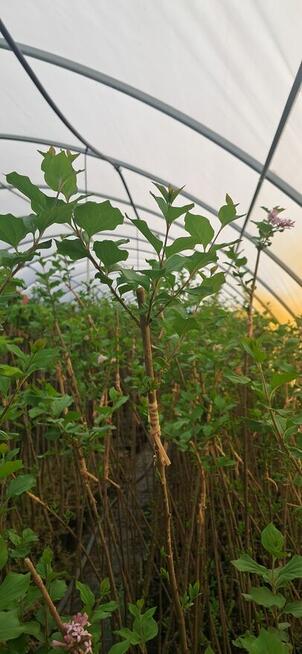 Lilak palibin Meyer Szczepiony na pniu 100-150 cm