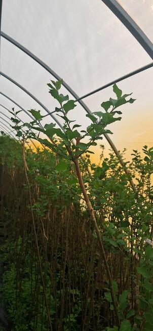 Lilak palibin Meyer Szczepiony na pniu 100-150 cm