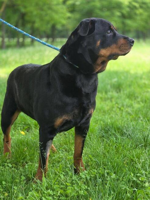 Carna-suczka w typie rottwailera-dom znający specyfike rasy