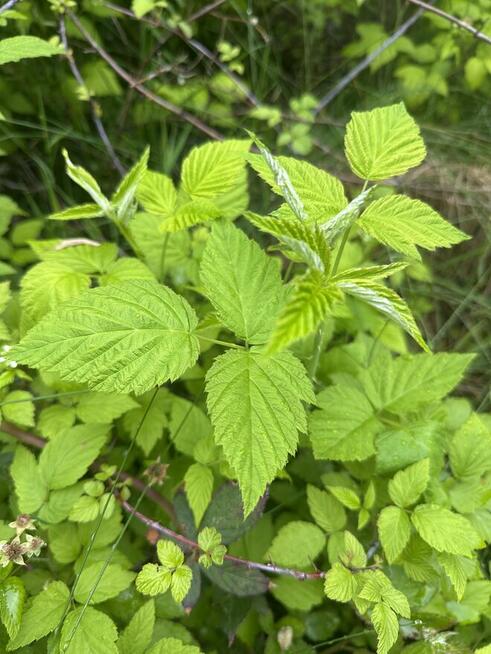 Malina czarna sadzonki