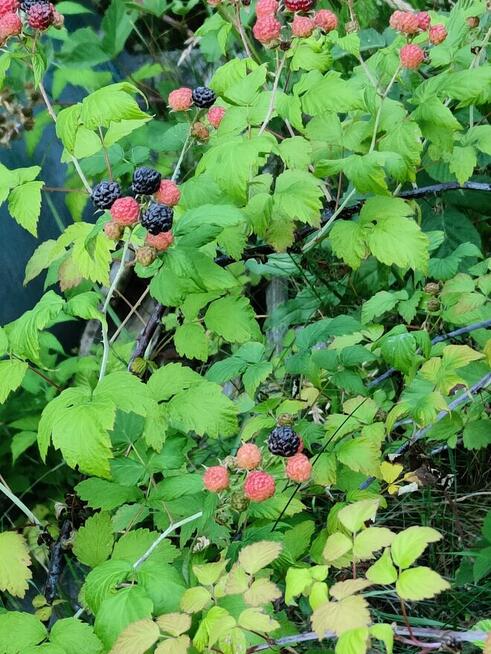 Malina czarna sadzonki