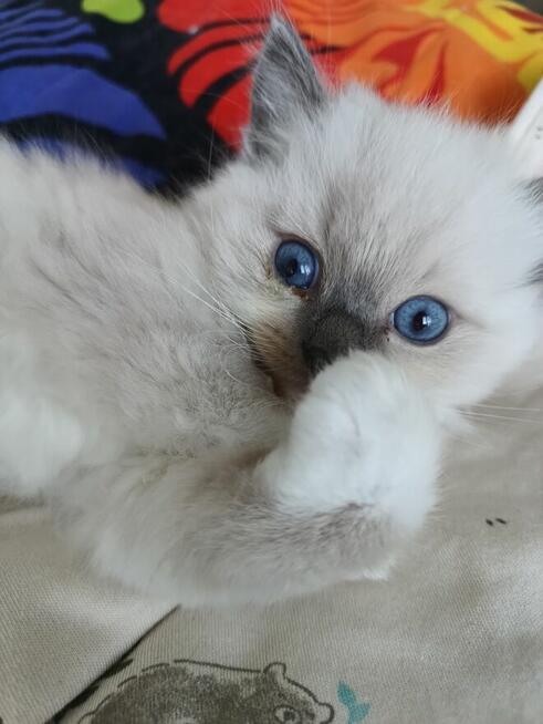 Kocurek Ragdoll FPL/FIFe