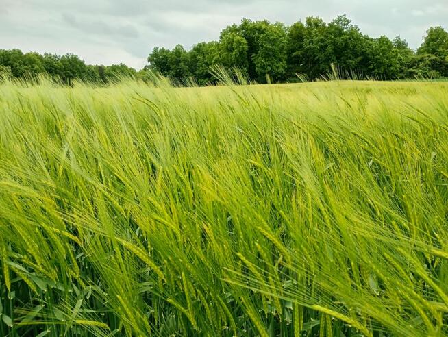 Sprzedam działkę rolną