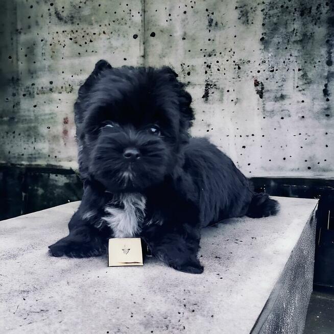 York czarny - black . Nie wybarwi się. Hodowla legalna.