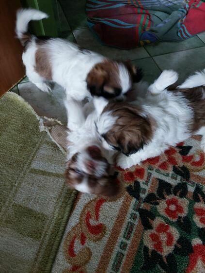 Szczeniaczki shih tzu