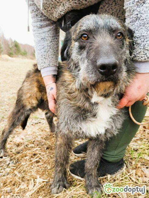 SZAFRAN - cudowny psiak w typie wyżła do adopcji