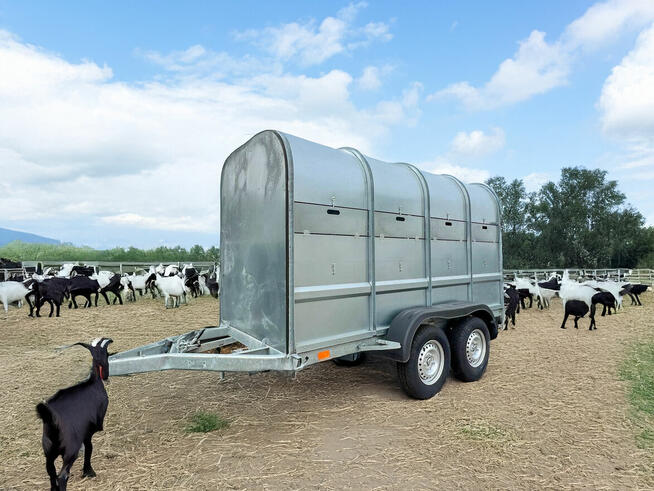 Przyczepa do przewozu żywych zwierząt do bydła cieląt owiec