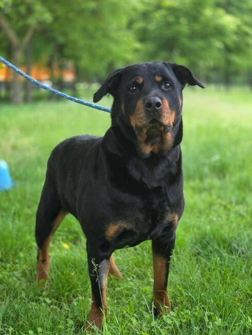 Carna-suczka w typie rottwailera-dom znający specyfike rasy
