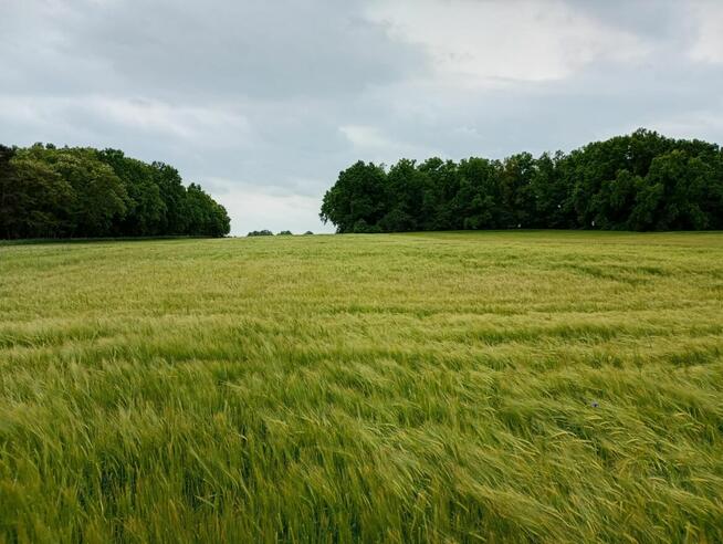 Sprzedam działkę rolną