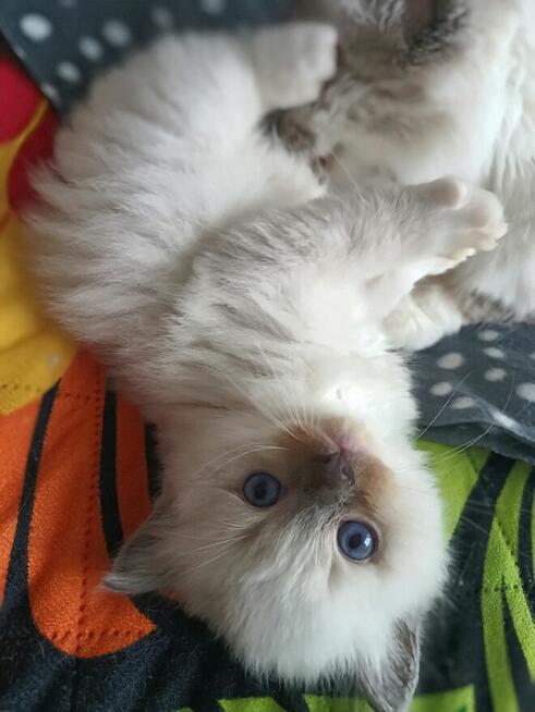 Kocurek Ragdoll FPL/FIFe