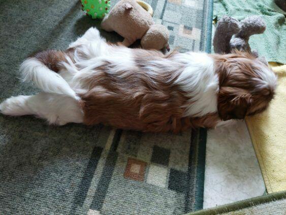 Szczeniaczki shih tzu