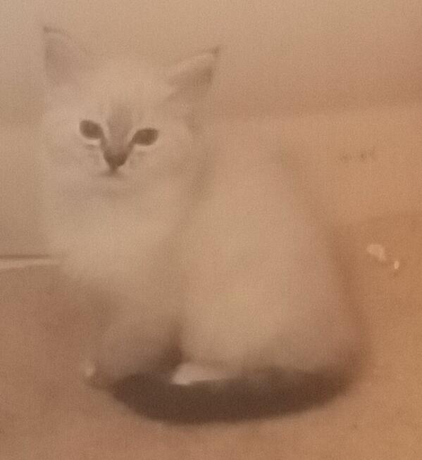 Piękne kocięta Ragdoll