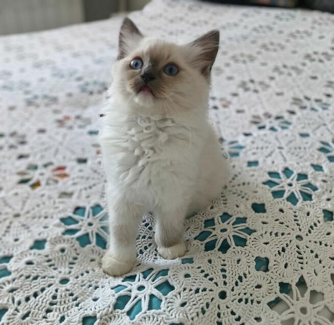 Kocurek Ragdoll FPL/FIFe