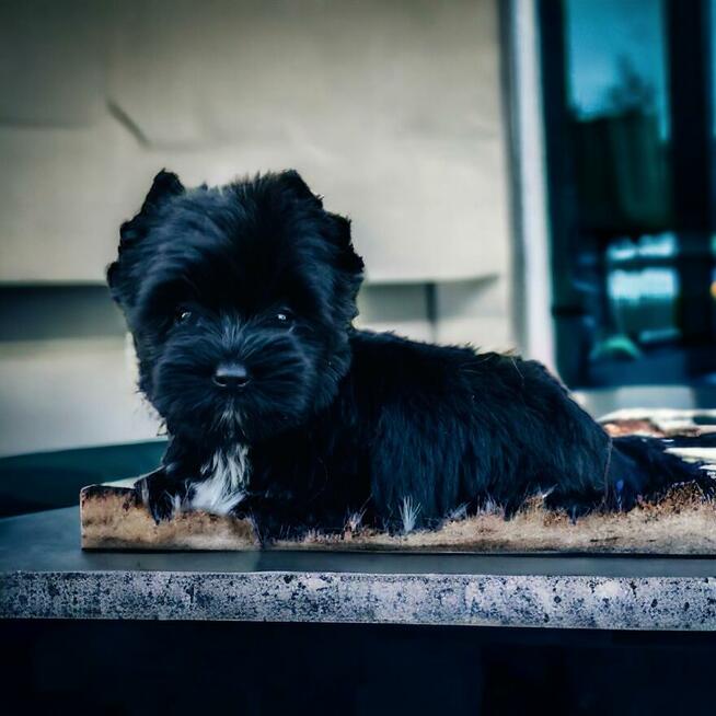 York czarny - black . Nie wybarwi się. Hodowla legalna.