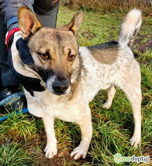 PRECELEK - niewielki, kochany psiak szuka domu