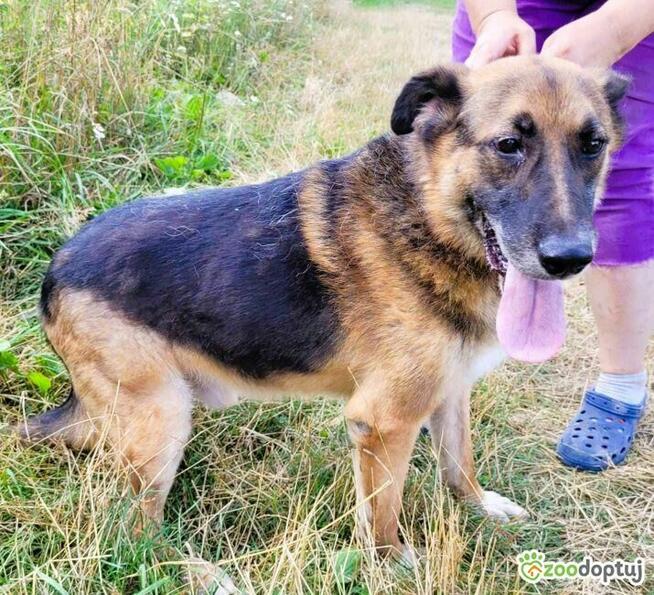 TADZIO - kochany psiak, skazany na schronisko szuka domu