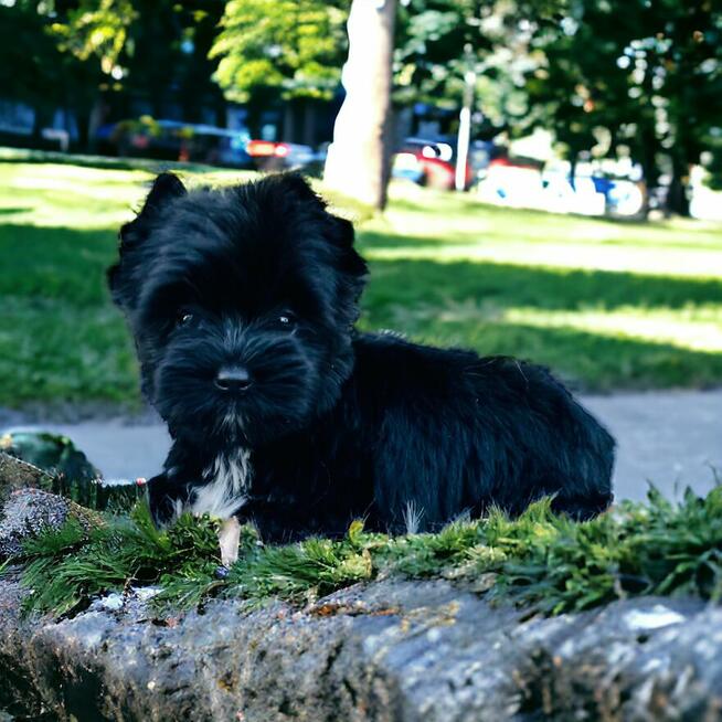 York czarny - black . Nie wybarwi się. Hodowla legalna.