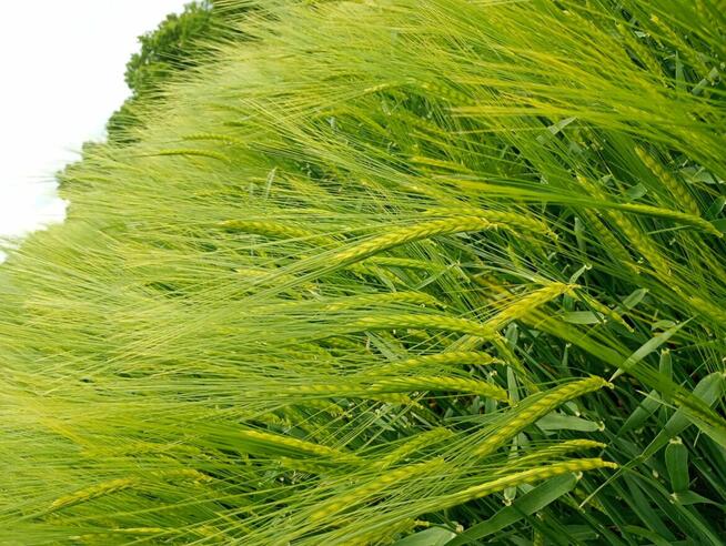 Sprzedam działkę rolną