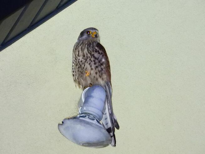 Spieszmy się kochać ludzi, tak szybko odchodzą...