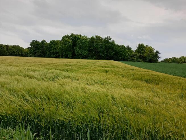 Sprzedam działkę rolną