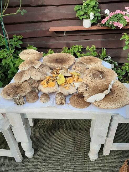 Extra lokalizacja - przyczepa z przybudówką