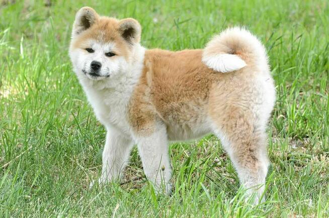 Akita inu-akita japońska czerwona suczka gotowa do odbioru