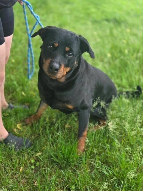 Carna-suczka w typie rottwailera-dom znający specyfike rasy