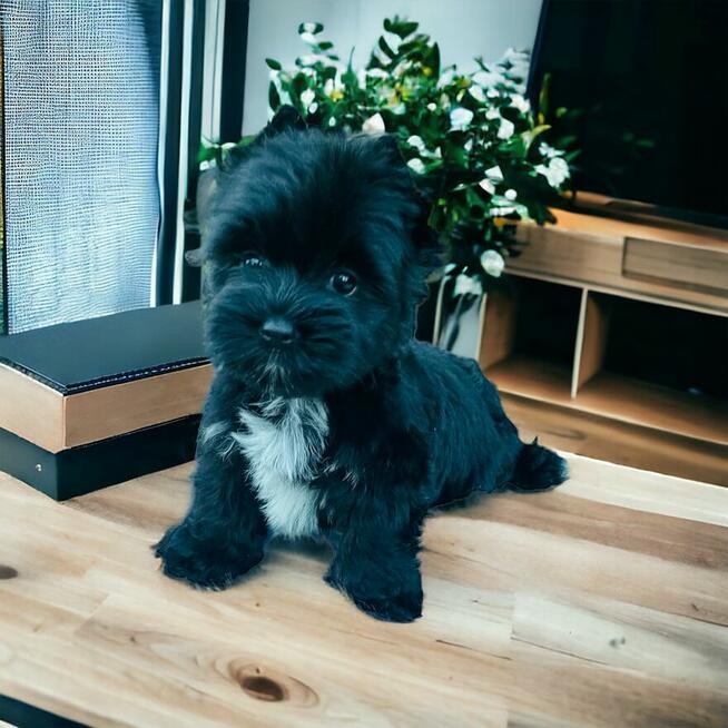 York czarny - black . Nie wybarwi się. Hodowla legalna.