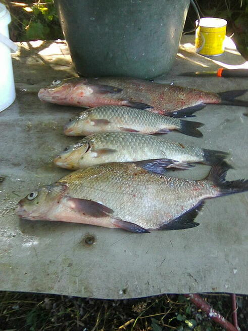 Extra lokalizacja - przyczepa z przybudówką