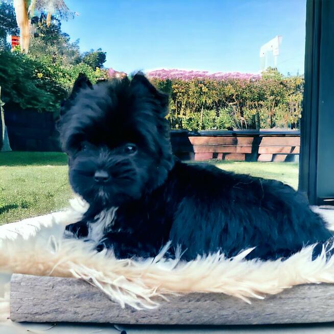 York czarny - black . Nie wybarwi się. Hodowla legalna.