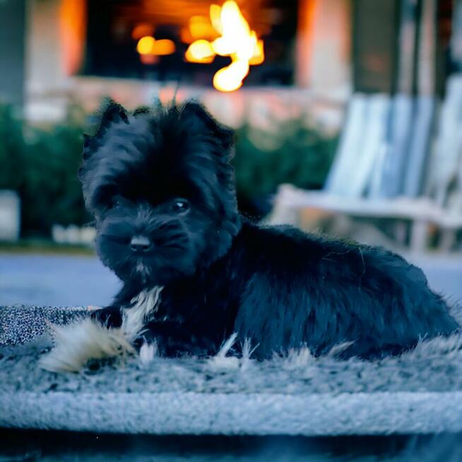 York czarny - black . Nie wybarwi się. Hodowla legalna.