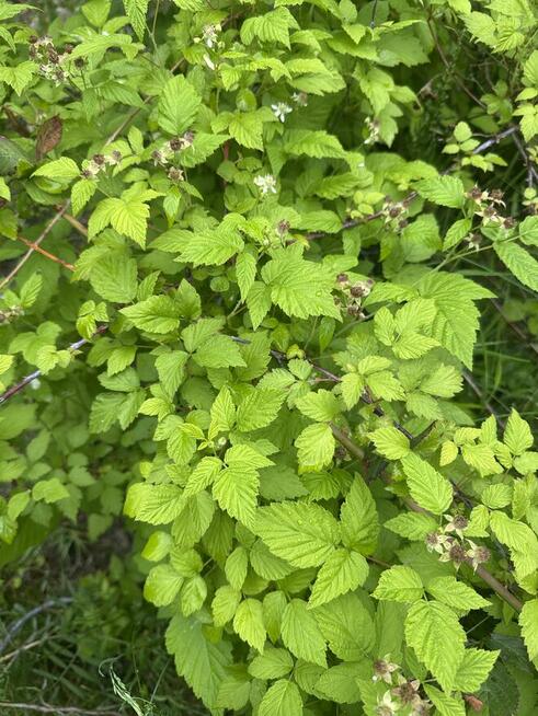 Malina czarna sadzonki