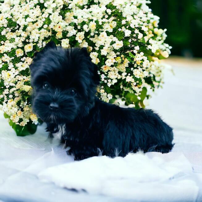 York czarny - black . Nie wybarwi się. Hodowla legalna.