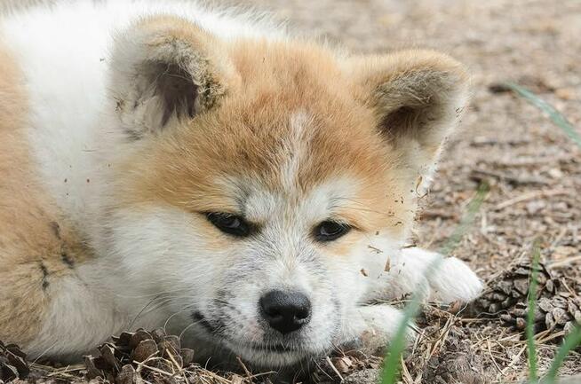 Akita inu-akita japońska czerwona suczka gotowa do odbioru