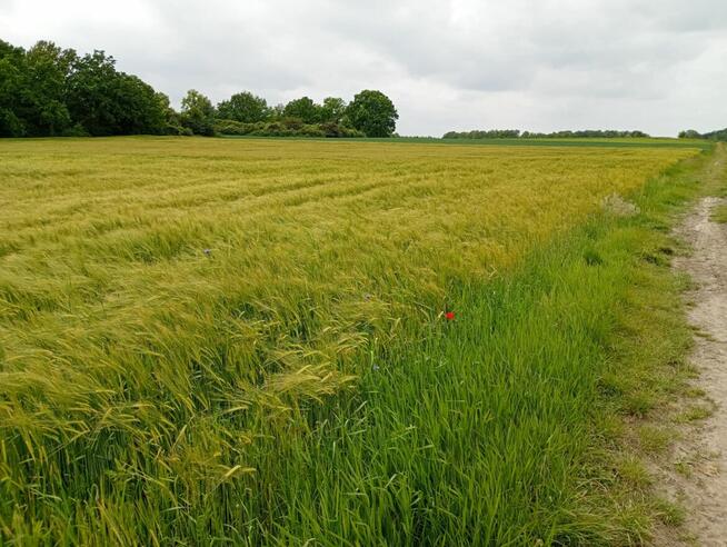 Sprzedam działkę rolną