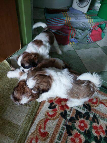Szczeniaczki shih tzu
