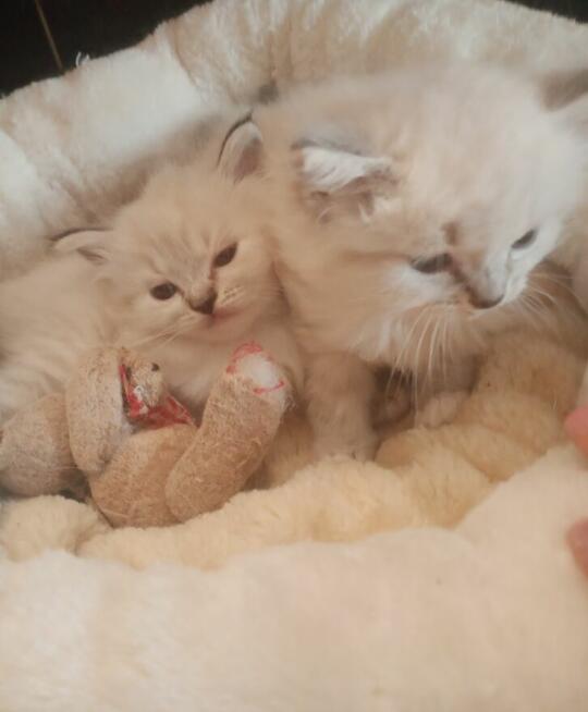 Piękne kocięta Ragdoll